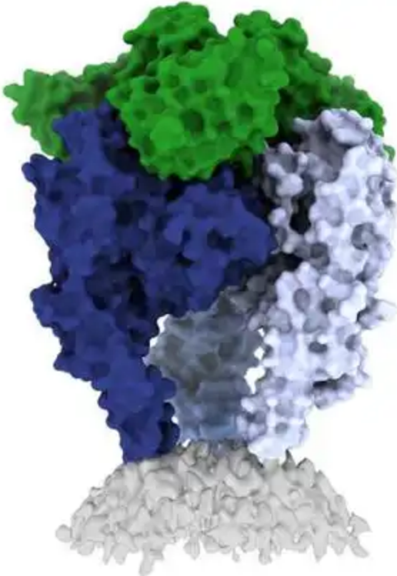 Glycoprotein, RABV (G)