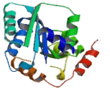 Glycosyltransferase Like Domain Containing Protein 1 (GTDC1)