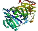 Glyoxalase Domain Containing Protein 4 (GLOD4)