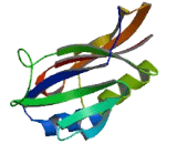 Glyoxalase Domain Containing Protein 5 (GLOD5)