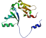 Glyoxalase I (GLO1)