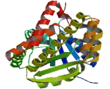 Glyoxylate Reductase 1 Homolog (GLYR1)