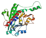 Glyoxylate Reductase/Hydroxypyruvate Reductase (GRHPR)