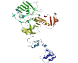 Glypican 3 (GPC3)