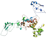 Glypican 5 (GPC5)