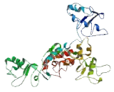 Glypican 6 (GPC6)