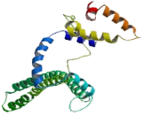 Golgi Integral Membrane Protein 4 (GOLIM4)