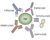 Golimumab (GLM)