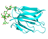 Griffithsin (GRFT)