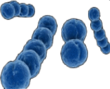 Group B Streptococcus (GBS)