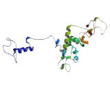 Growth Arrest Specific Protein 1 (GAS1)