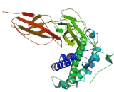 Growth Hormone (GH)