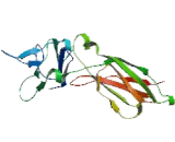 Growth Hormone Receptor (GHR)