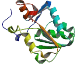 Guanidinoacetate-N-Methyltransferase (GAMT)