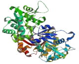 Guanine Monophosphate Synthetase (GMPS)