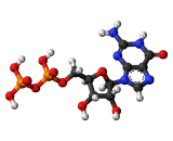 Guanosine Diphosphate (GDP)