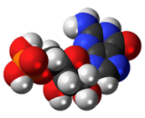 Guanosine Monophosphate (GMP)