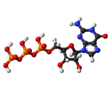 Guanosine Triphosphate (GTP)