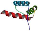 H6 Family Homeobox Protein 1 (HMX1)