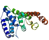 HBV XAg Transactivated Protein 13 (XTP13)