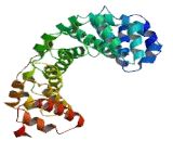 HEAT Repeat Containing Protein 7B1 (HEATR7B1)