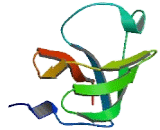 HECT Domain Containing Protein 1 (HECTD1)