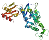 HECT Domain Containing Protein 2 (HECTD2)