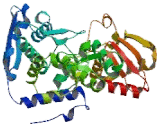 HECT UBA And WWE Domain Containing Protein 1 (HUWE1)