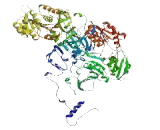 HEG Homolog 1 (HEG1)