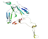 HERV-H LTR Associating Protein 1 (HHLA1)