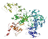 HMG Box Domain Containing Protein 3 (HMGXB3)