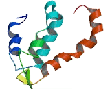 HORMA Domain Containing Protein 1 (HORMAD1)