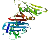 HUS1 Checkpoint Homolog B (HUS1B)