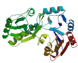 Haloacid Dehalogenase Like Hydrolase Domain Containing Protein 2 (HDHD2)