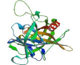 Haptoglobin Related Protein (HPR)