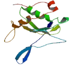 Heart Alpha Kinase (HaK)