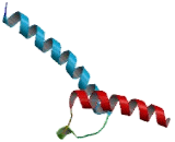 Heart And Neural Crest Derivatives Expressed Protein 1 (HAND1)