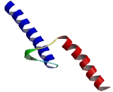 Heart And Neural Crest Derivatives Expressed Protein 2 (HAND2)