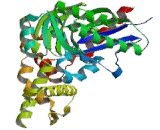 Heat Shock 70kDa Protein 1B (HSPA1B)