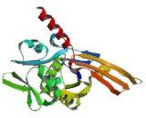 Heat Shock 70kDa Protein 7 (HSPA7)