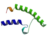 Heat Shock Factor Binding Protein 1 (HSBP1)