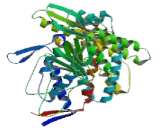 Heat Shock Protein 60 (Hsp60)