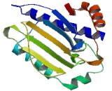 Heat Shock Protein 75kDa, Mitochondrial (HSP75)