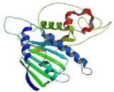 Heat Shock Protein 90kDa Alpha A2 (HSP90aA2)