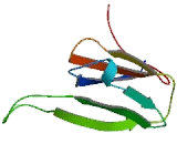 Heat Shock Protein Beta 9 (HSPb9)