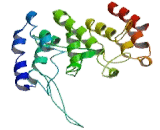 Heat Shock Transcription Factor 2 Binding Protein (HSF2BP)