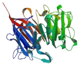 HECT Domain And RCC1 Like Domain Protein 5 (HERC5)