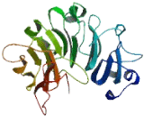 HECT Domain And RCC1 Like Domain Protein 6 (HERC6)