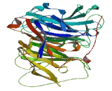 Hedgehog Interacting Protein Like Protein 2 (HHIPL2)