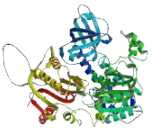 Helicase With Zinc Finger (HELZ)